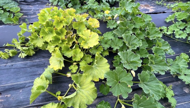 Two cucurbit plants growing side-by-side on black plastic field mulch, displaying a stark contrast in plant health. The sprawling plant on the left exhibits severe, bright yellowing across its entire canopy of leaves, indicative of Cucurbit Yellow Vine Disease. Immediately adjacent on the right, the vines of a healthy plant feature normal, vibrant dark green leaves. A few yellow blossoms dot the vines of both plants.