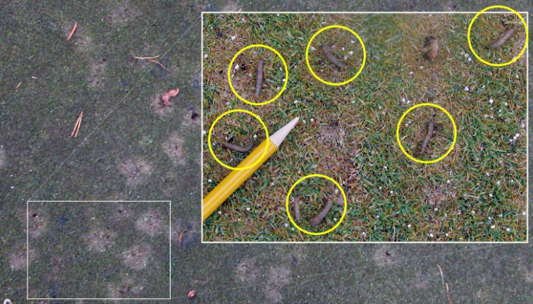 Crane fly damage to a golf course. Damage appears as pale circles dispersed through the turf, missing blades of grass. A section of damage is  zoomed in showing larvae feeding on the turf (circled in yellow), with a mechanical pencil present for scale.