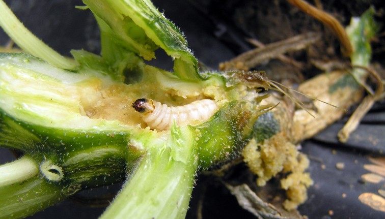 A squash vine borer larvae inside of a hollowed out cucurbit vine. The larva is about the length of a quarter, with a fleshly, segmented, cream-colored body and a dark-colored head. The cucurbit vine has brown, mushy frass surrounding the larva from feeding damage. 