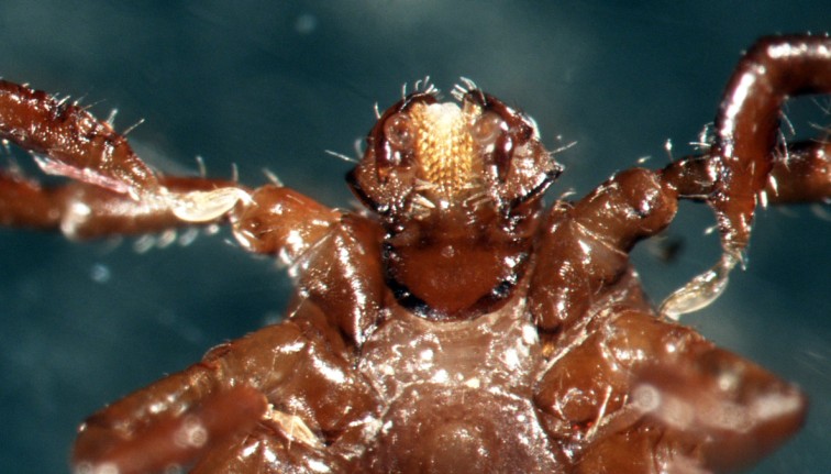 A macro photograph showing a highly magnified view of a brown tick. The extreme close-up focuses heavily on its head area, revealing the complex, barbed central mouthpart (the hypostome) it uses to latch onto hosts, flanked by palps. Glossy, jointed front legs covered in tiny hairs extend outward against a dark, out-of-focus background.