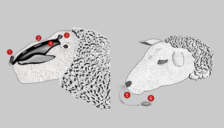 A black-and-white diagram illustrating the sheep bot fly life cycle. A top cross-section of a sheep's head labels: (1) an adult fly depositing larvae at the nostril, (2) the nasal passage, (3) the frontal sinus, and (4) larvae developing in the nasal cavity. A bottom image shows arrows depicting the final stages: (5) mature larvae exiting the nostril and dropping to the ground, where they (6) pupate and emerge as adult flies.