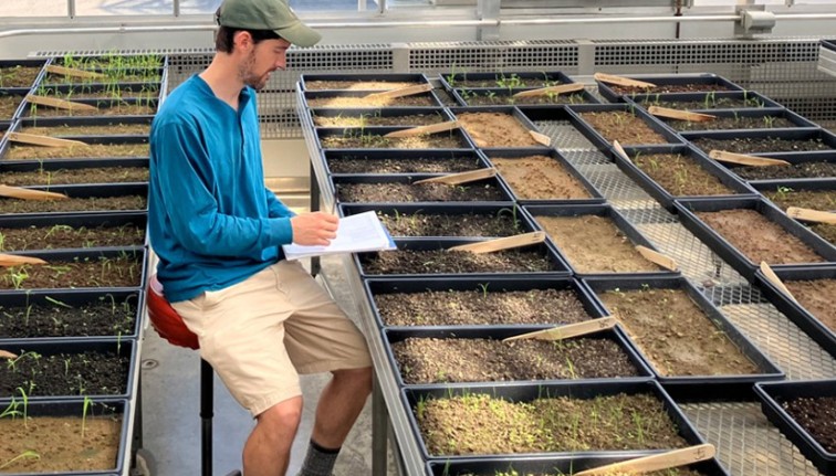bryan brown germinating weeds in greenhouse