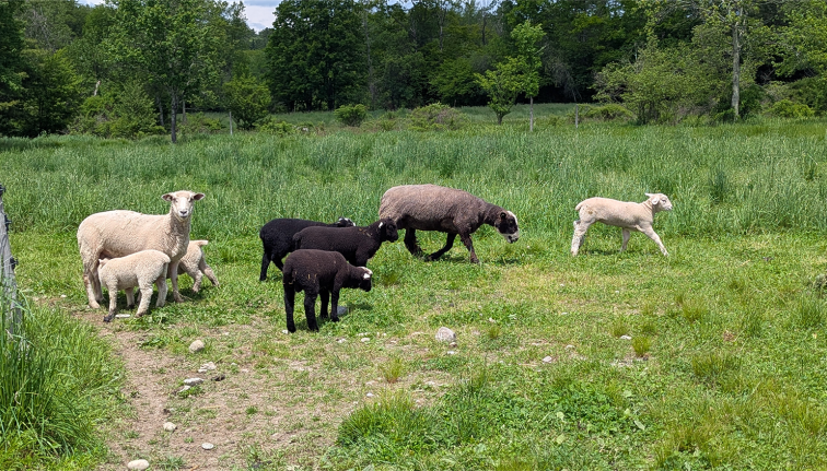 A group of sheep and lambs graze in a sunlit grassy pasture bordered by dense green trees. Two white adult sheep stand on the left with several light-colored lambs nearby, while three black lambs cluster in the center beside a gray-brown sheep. Another white lamb walks alone to the right across the open field. 