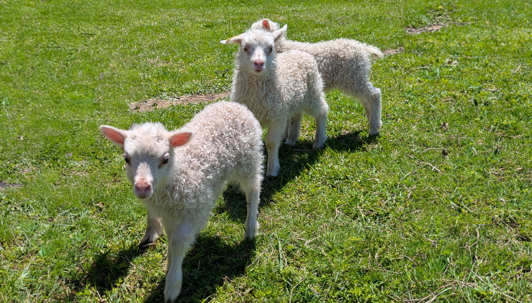 Two fluffy white lambs standing on green grass in a sunny field, looking toward the camera. Part of another lamb is visible on the left side. 