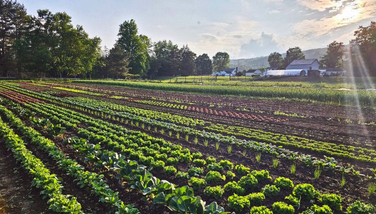 A scenic, wide-angle view of a diverse agricultural field bathed in the golden light of late afternoon. Long, straight, parallel rows of various crops in different stages of growth stretch across the dark brown soil, featuring vibrant greens of lettuces and brassicas, and patches of reddish-purple plants. Bright sun rays stream in from the upper right corner. In the background, lush mature trees line the property, and white farm buildings, including a barn and a high tunnel sit nestled against distant hills