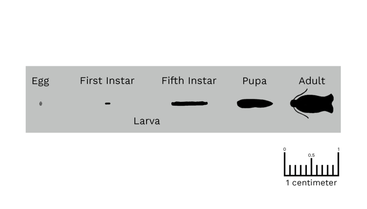 An actual-size life stage diagram of the Obliquebanded Leafroller on a grey background. It uses black silhouettes to convey scale: a textured oval Egg Mass on the left, followed by Larvae showing a tiny speck for the 1st Instar and a thick, long horizontal line for the 5th Instar. Next is a dark, elongated oval Pupa, and finally, an Adult moth silhouette with folded, bell-shaped wings. The chart highlights the drastic size increase from a newly hatched larva to its mature stages.