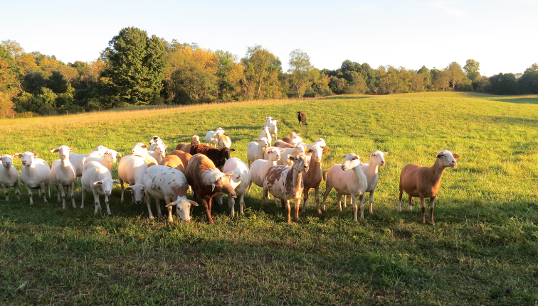 A flock of sheep stands together in a sunlit grassy pasture, with a wooded tree line in the background under a clear sky. 