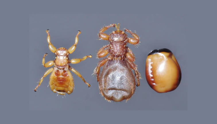 Comparison of the life stages of the sheep ked (Melophagus ovinus) on a gray background. From left to right: an adult male with a smaller, pale yellow-brown body; an adult female with a larger, darker brown body and swollen abdomen; and a smooth, oval, amber-colored puparium with a dark cap at one end. The image highlights the size and shape differences between the male, female, and pupal stage. 