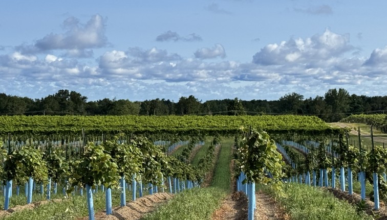 New Vineyard Planting at CLEREL