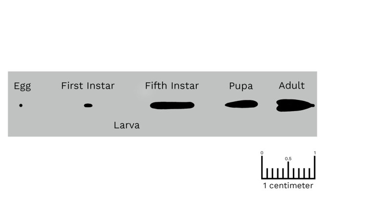 An actual-size life stage diagram of the Oriental Fruit Moth. Arranged horizontally against a wide light-grey background, it features tiny illustrations to convey true scale: a barely visible speck for the Egg, small caterpillars for the 1st and 5th Larval Instars, a dark oval Pupa, and a small patterned Adult moth. The minuscule drawings emphasize the insect's very small size throughout its life.