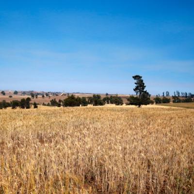 A large golden field of wheat with a blue sky and trees on the horizon