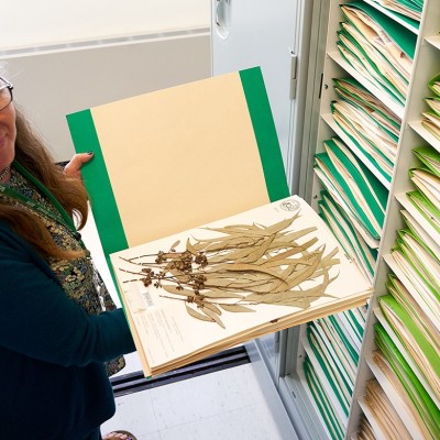 woman standing with cabinet of dried plant specimans