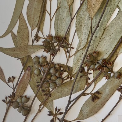 dried plants on a paper