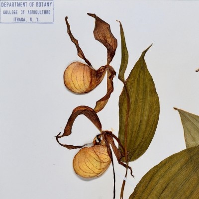 cypripedium specimen herbarium