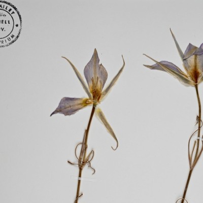 calochortus specimen herbarium crop