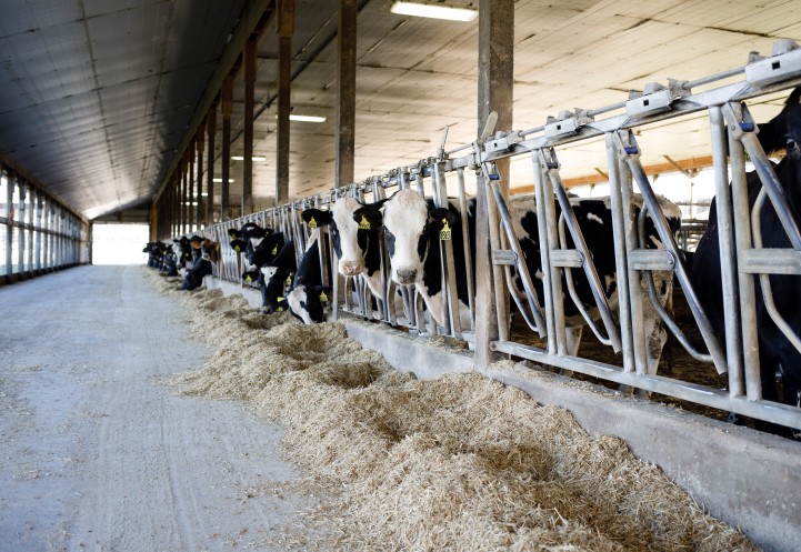 cows in a dairy barn
