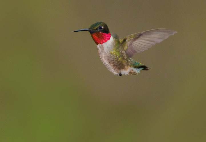 A ruby-throated hummingbird spreads its wings.