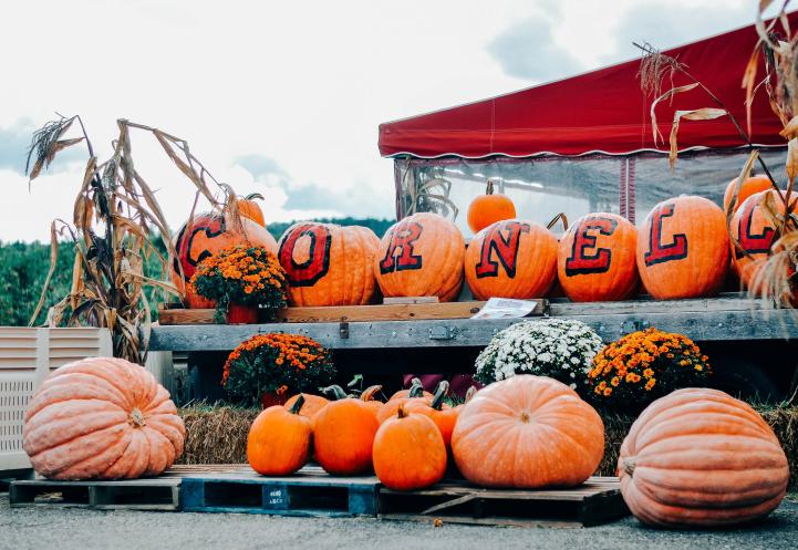 Pumpkins decorated to say "Cornell"
