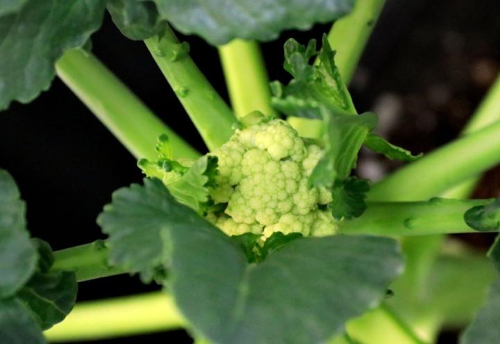 a broccoli plant