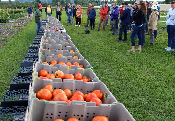 tomato display at field day