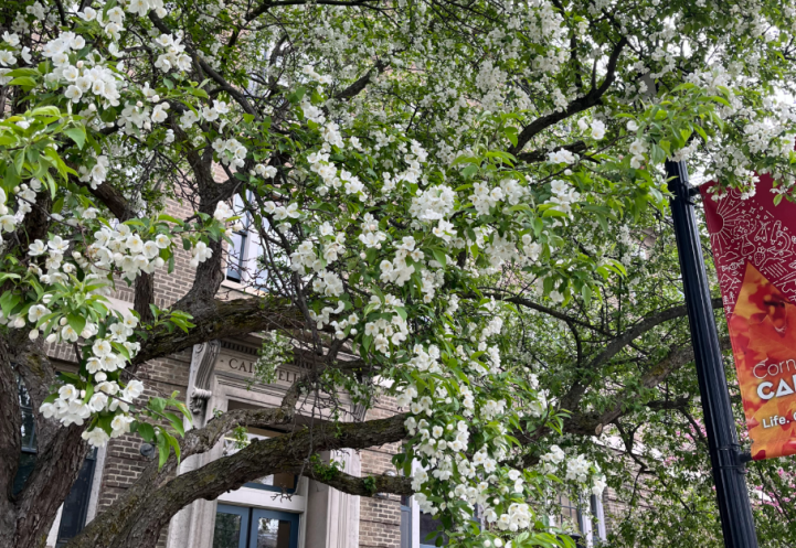 The entrance of Caldwell Hall behind a tree with white flowers.