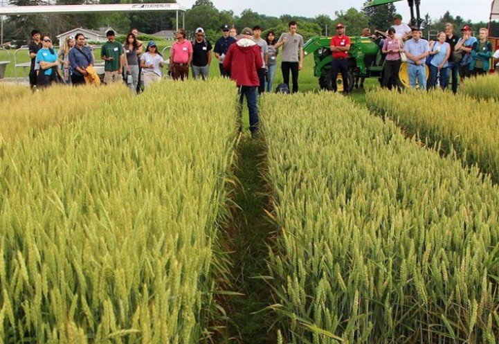 sorrells small grain breeding talk