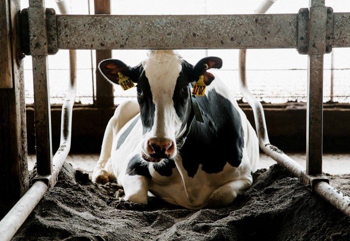 a cow lies in the barn