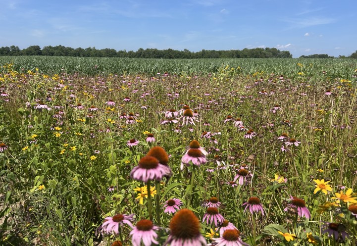 A crop field bordered with wildflowers.