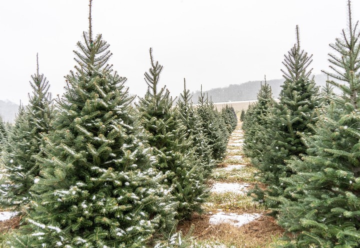 A Christmas tree plot with a fresh dusting of snow.