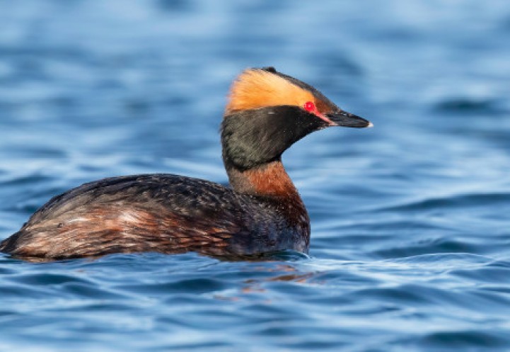 A horned grebe floating in water