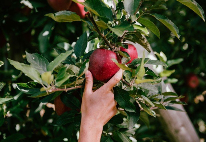 Hand grabbing apple