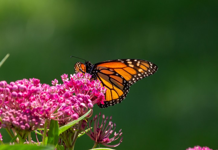 A monarch butterfly on milkweed.