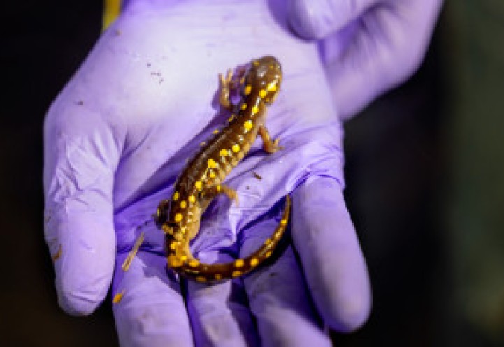 Close up of a salamander being held in hand
