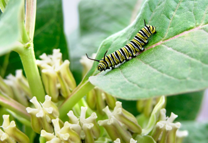 Caterpillar on a leaf
