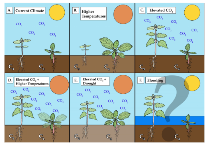 Difference between C3 and C4 plants graphic
