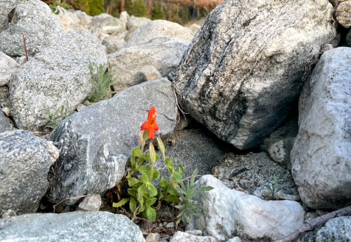monkeyflower poking out from rocks