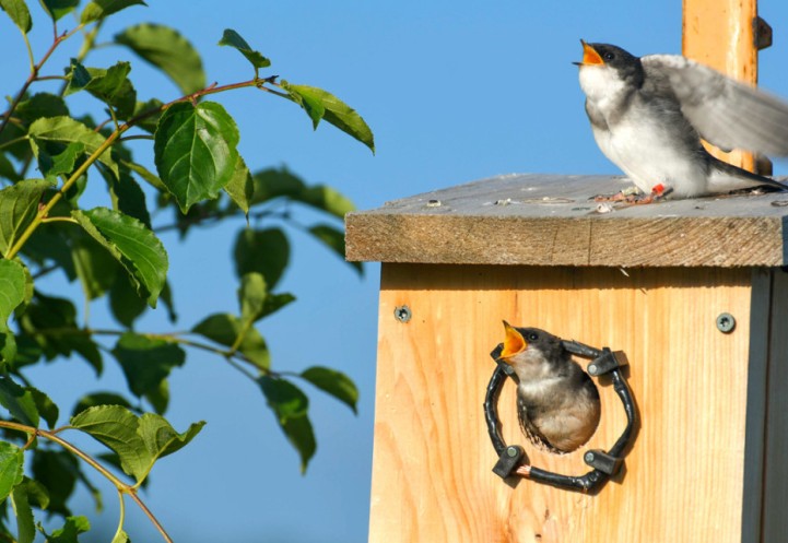 Young tree swallows beg for food from a parent who is foraging nearby.