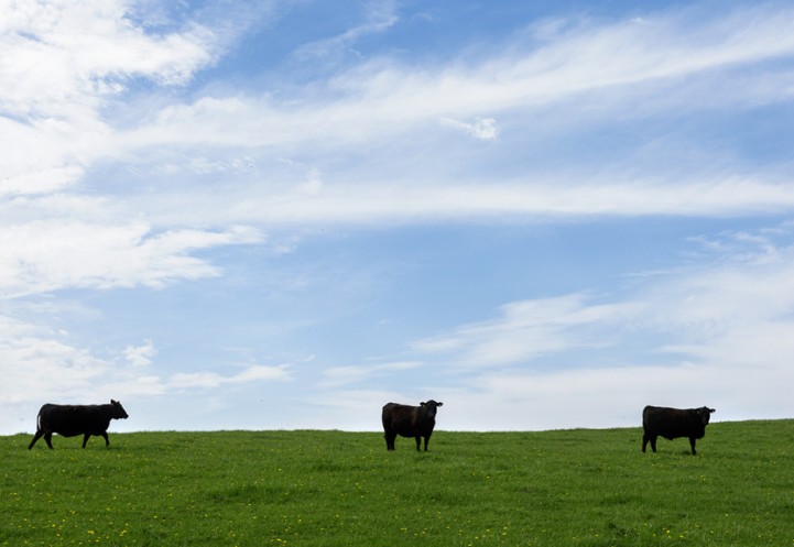 Cattle at Centerdale Farm in Black River, New York.