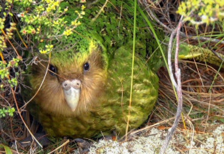 kākāpō bird