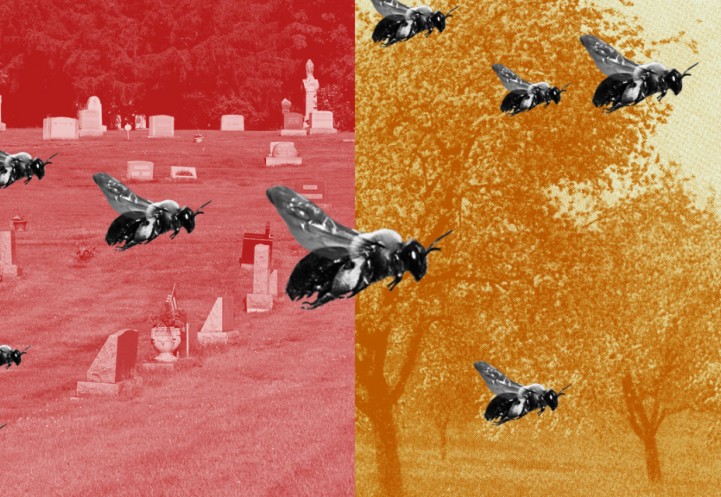 Illustration with bees over a cemetery and fruit trees