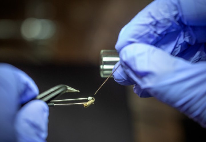 electroantennogram being placed on an insect