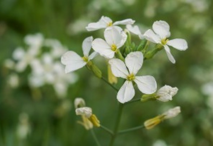Close up of wildflowers in a field