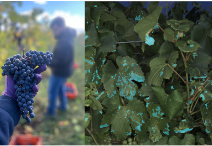 hand holding grapes (left) & grape leaves with UV blotches (right)
