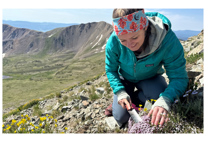 Hannah Marx collecting alpine plants in the field. Photo provided.
