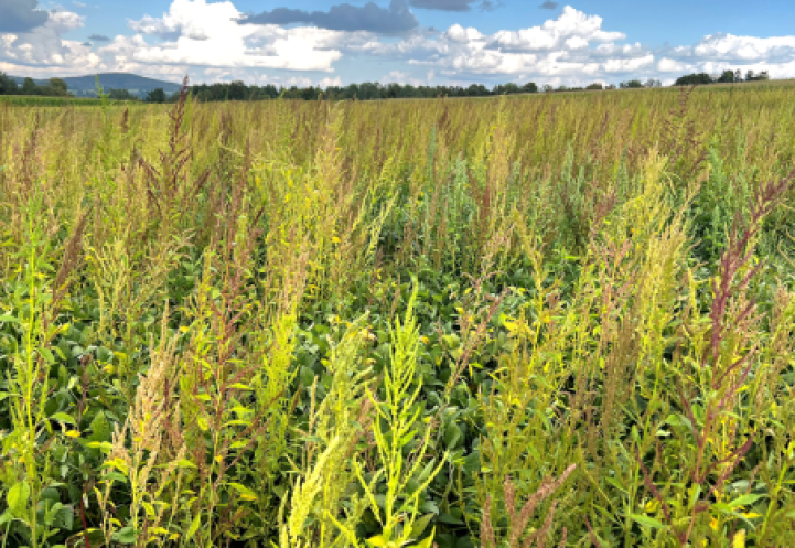 Waterhemp field
