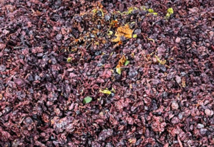 Close up of Grape Pomace