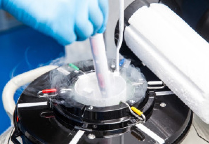 embryo freezing 
