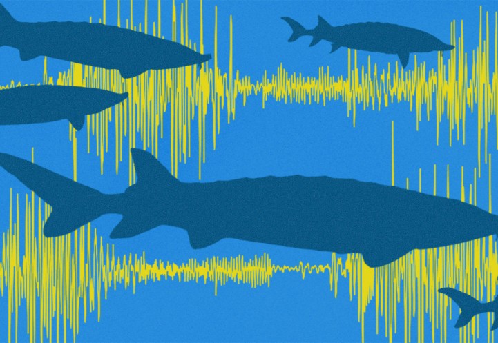 Illustration of sturgeon swimming with yellow sound waves in the background