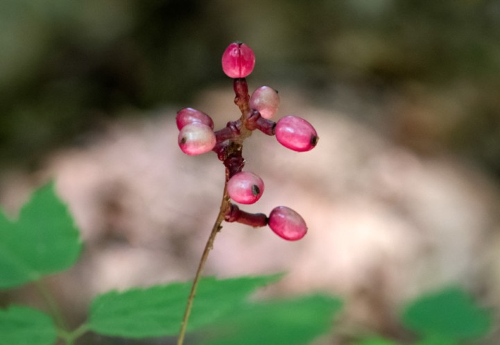 Actaea rhodostigma