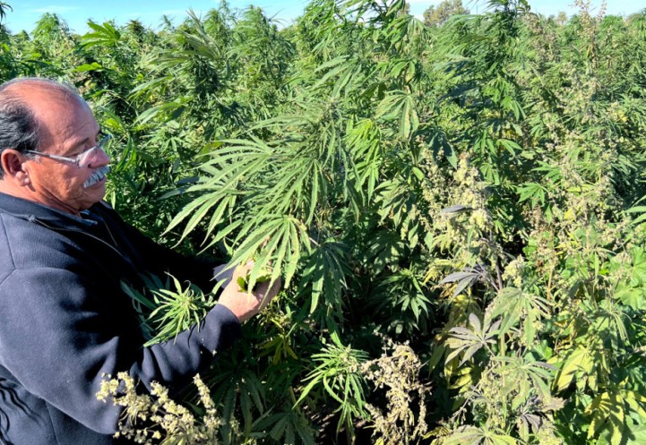 Grower Humberto Hernandez evaluating a seed production field of Ursa Alta for Condor Seed on his farm in Yuma, Arizona.